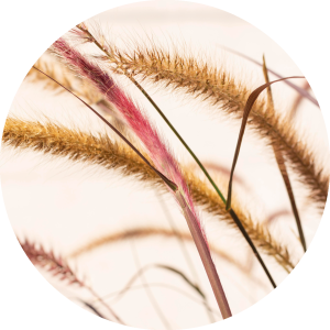 Muurcirkel Gekleurd gras op veld